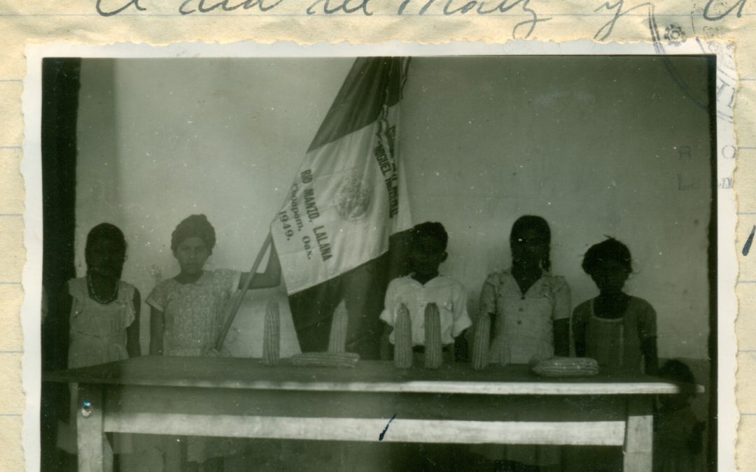 Mazorcas seleccionadas al celebrarse el Día del Maíz. Escuela Rural Federal “Hidalgo”, San José Río Manso, Lalana, Choápam; 1951.